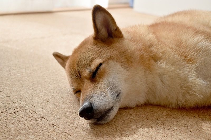 コルクマットの上で寝る犬